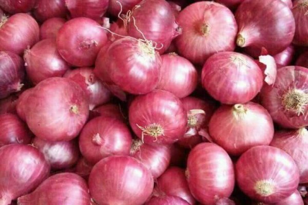 Hydraruzxpnew4af onion login